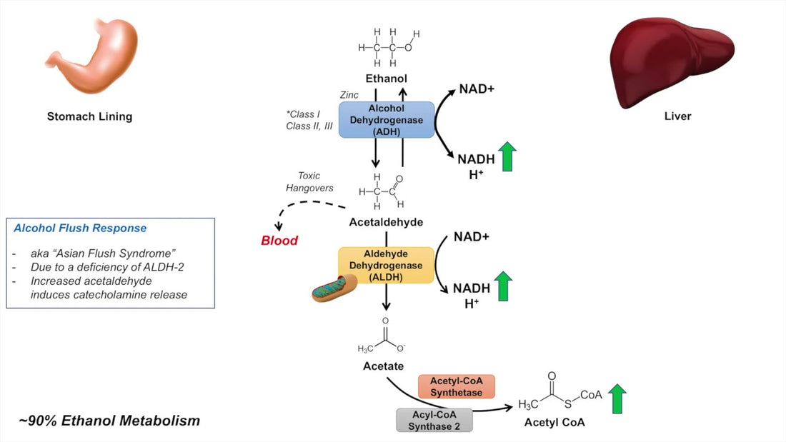 Acetaldehyde: The Toxin That Sabotages Your Day After Drinking